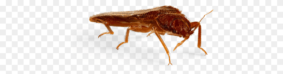 Bed Bug, Animal, Insect, Invertebrate Png