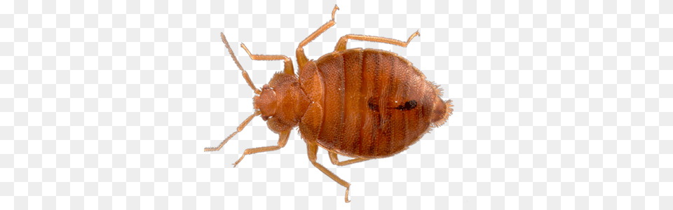 Bed Bug, Animal, Insect, Invertebrate Free Png