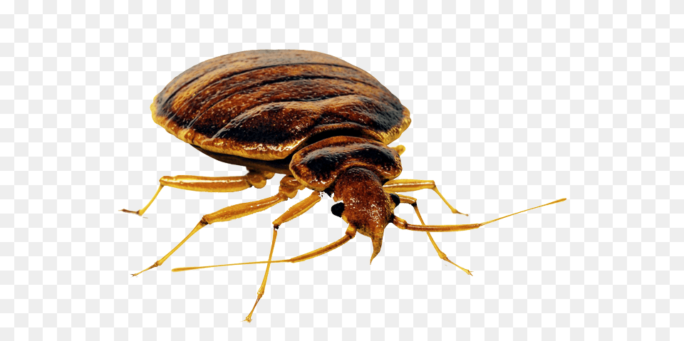 Bed Bug, Animal, Insect, Invertebrate Free Png