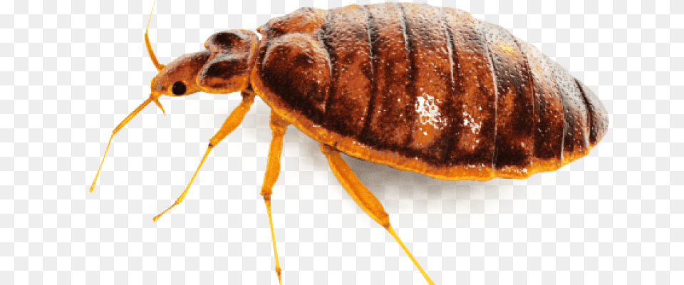 Bed Bug, Animal, Insect, Invertebrate Png Image