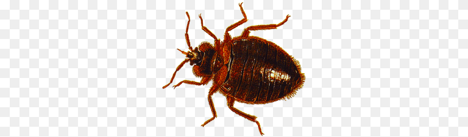 Bed Bug, Animal, Insect, Invertebrate Png Image