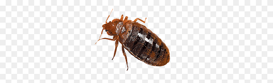 Bed Bug, Animal, Insect, Invertebrate Png