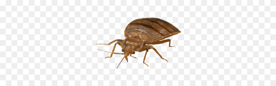 Bed Bug, Animal, Insect, Invertebrate Png