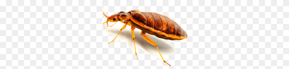 Bed Bug, Animal, Insect, Invertebrate, Cockroach Free Png