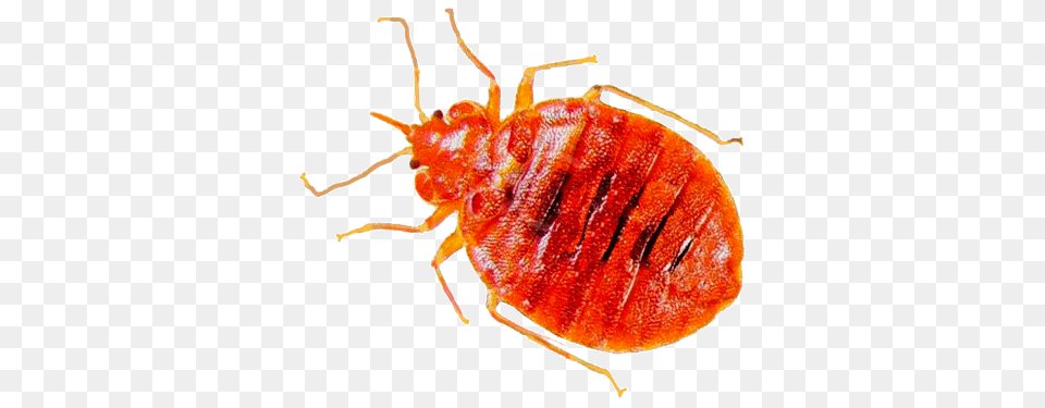 Bed Bug, Animal, Insect, Invertebrate, Aphid Free Transparent Png