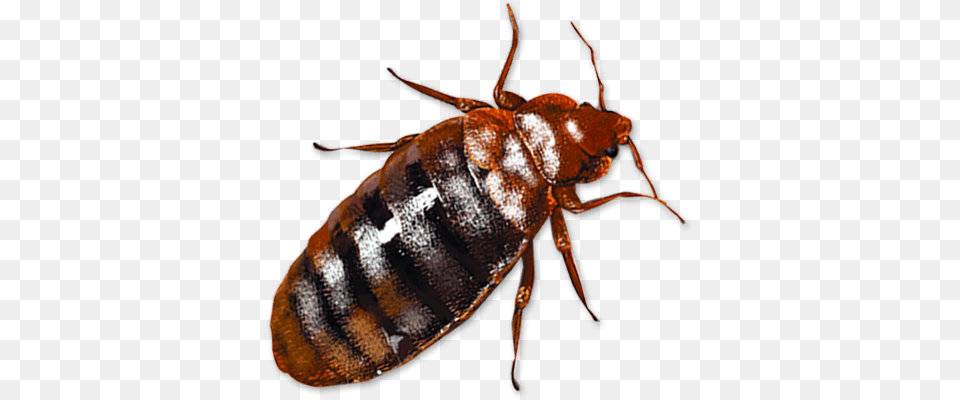 Bed Bug, Animal, Insect, Invertebrate, Cockroach Free Png