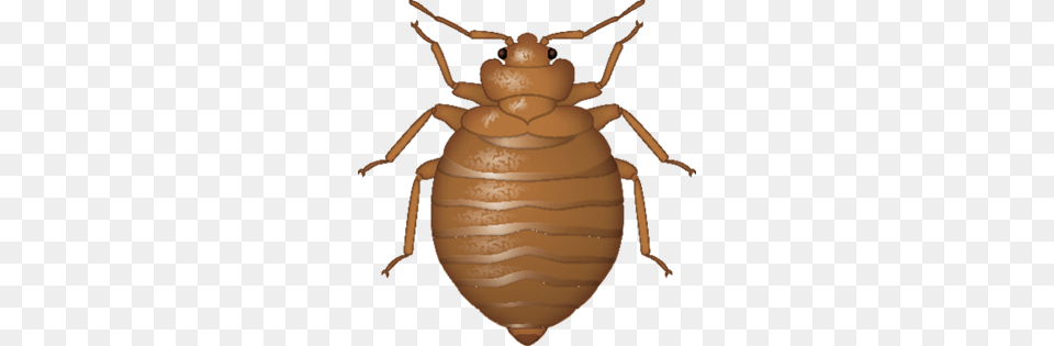 Bed Bug, Animal, Insect, Invertebrate, Cockroach Png