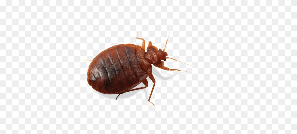 Bed Bug, Animal, Insect, Invertebrate Free Transparent Png
