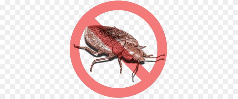 Bed Bug, Animal, Insect, Invertebrate Free Png Download