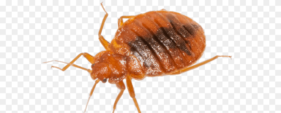 Bed Bug, Animal, Insect, Invertebrate Free Png