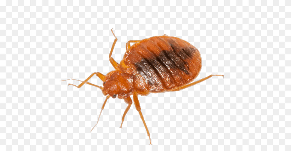 Bed Bug, Animal, Insect, Invertebrate, Aphid Png Image