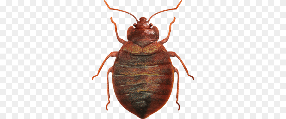 Bed Bug, Animal, Insect, Invertebrate, Cockroach Free Png Download