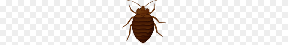 Bed Bug, Animal, Insect, Invertebrate, Cockroach Free Png Download