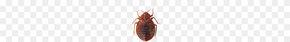 Bed Bug, Animal, Insect, Invertebrate, Cockroach Free Transparent Png