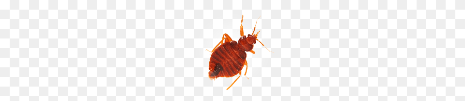 Bed Bug, Animal, Insect, Invertebrate Free Transparent Png