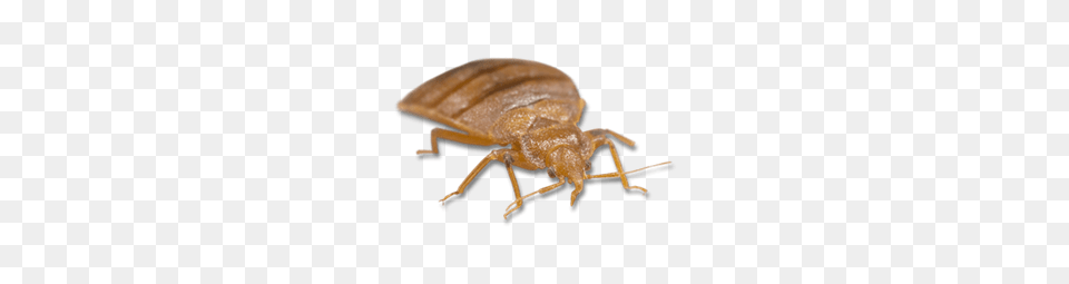 Bed Bug, Animal, Insect, Invertebrate Png Image