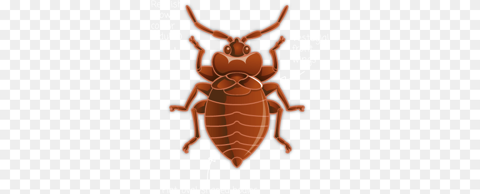 Bed Bug, Animal Free Png Download