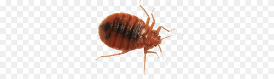 Bed Bug, Animal, Insect, Invertebrate, Aphid Png