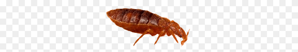 Bed Bug, Food, Ketchup, Animal Free Transparent Png