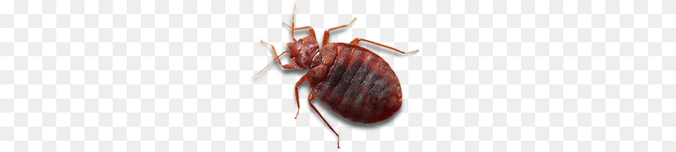 Bed Bug, Animal, Insect, Invertebrate Free Png Download