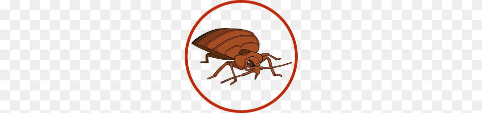 Bed Bug, Animal, Cockroach, Insect, Invertebrate Png