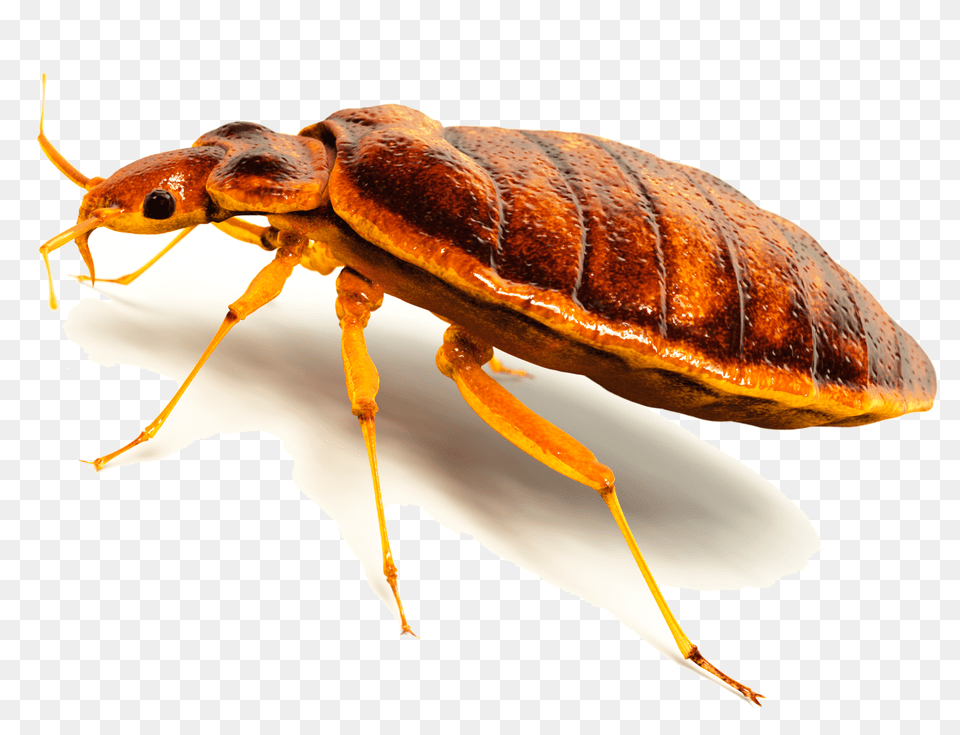 Bed Bug, Animal, Insect, Invertebrate, Cockroach Png