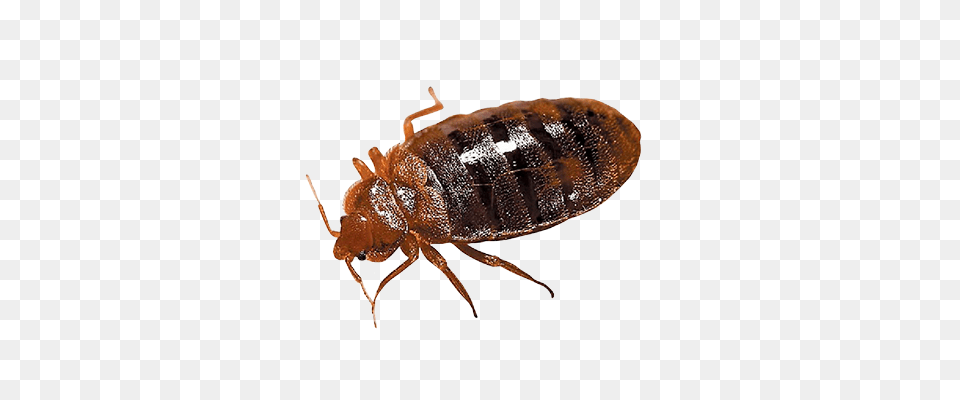 Bed Bug, Animal, Insect, Invertebrate Free Png