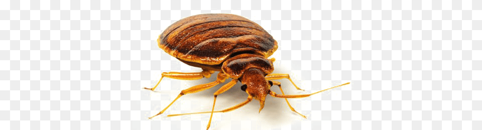 Bed Bug, Animal, Insect, Invertebrate Free Png Download