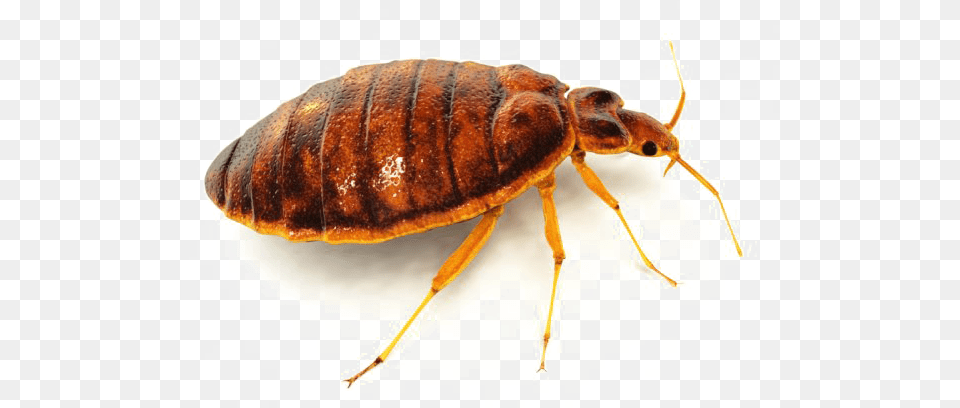 Bed Bug Background Bedbug, Animal, Insect, Invertebrate, Cockroach Free Transparent Png