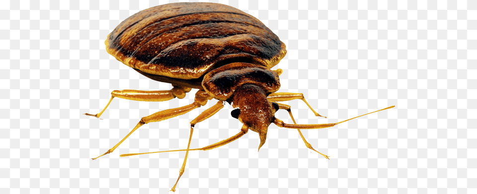 Bed Bug Bed Bug, Animal, Insect, Invertebrate Png Image