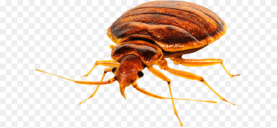 Bed Bug Bed Bug Head, Animal, Insect, Invertebrate Png Image