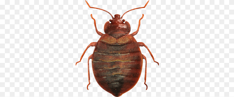 Bed Bug Bed Bug Image, Animal, Insect, Invertebrate, Cockroach Free Png