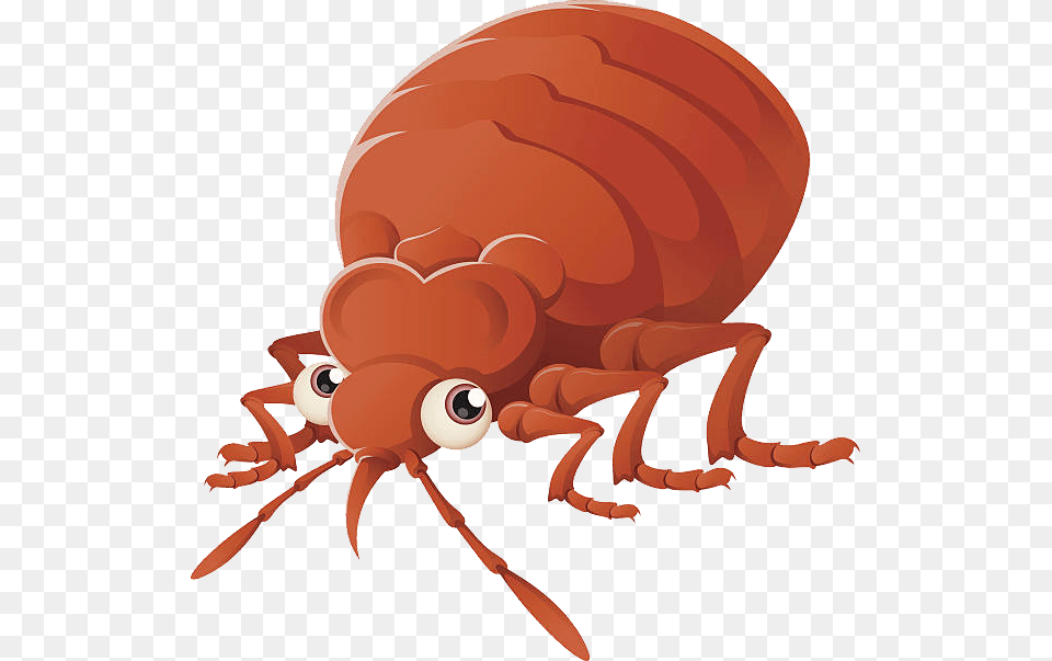 Bed Bug Cartoon Bug Transparent Background, Food, Ketchup, Animal, Flea Png Image