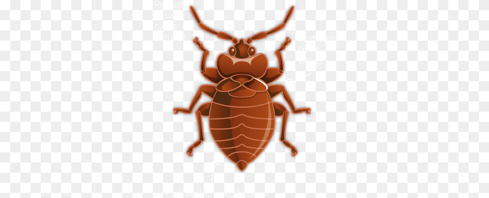 Bed Bug Cartoon Bed Bugs, Animal, Insect, Invertebrate Free Transparent Png