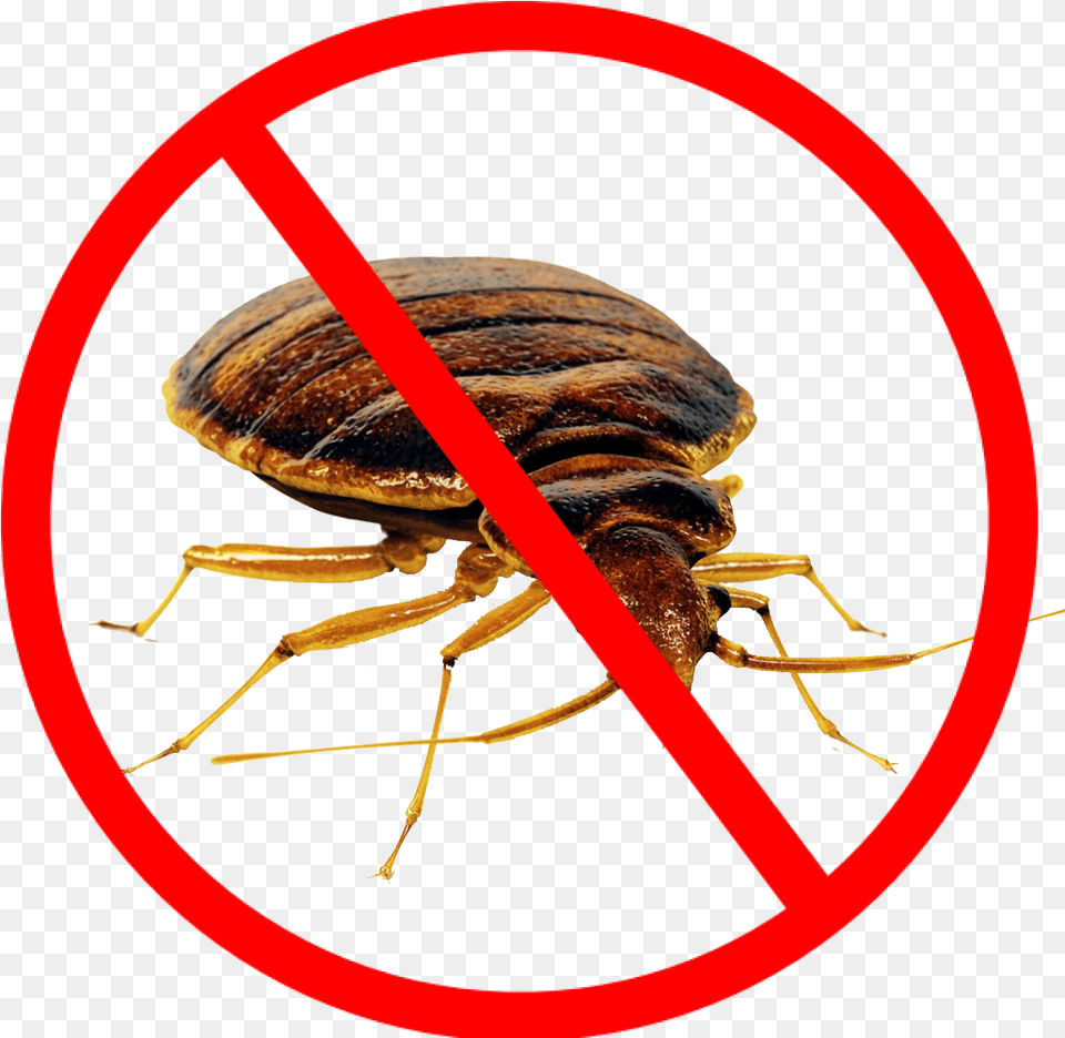 Bed Bug Clipart Not Allowed Symbol, Animal, Insect, Invertebrate Free Transparent Png