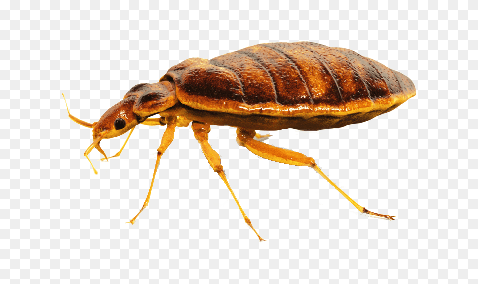 Bed Bug Close Up, Animal, Insect, Invertebrate Png Image