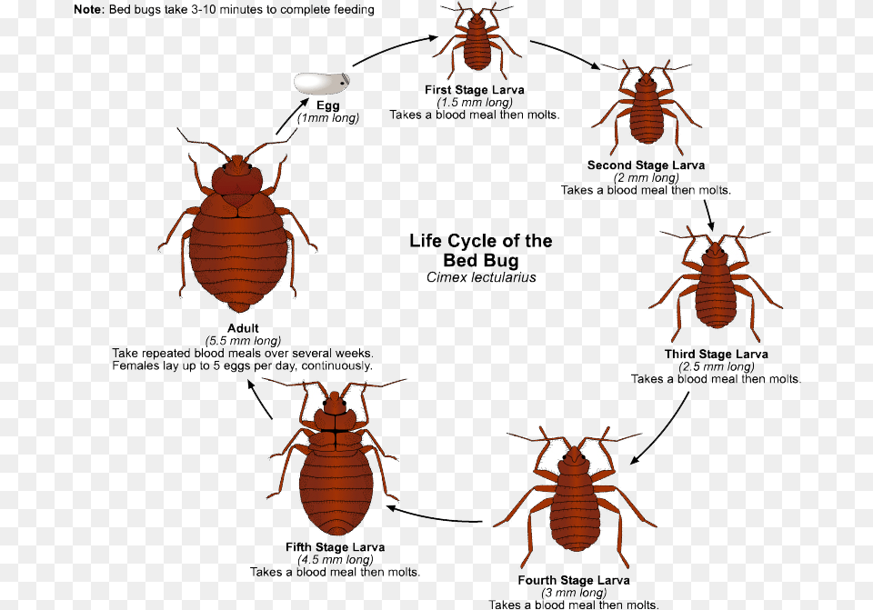 Bed Bug Clover Mites, Animal, Insect, Invertebrate, Spider Png Image