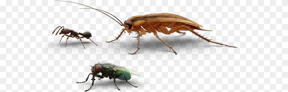 Bed Bug Detector Longhorn Beetle, Animal, Insect, Invertebrate Free Png