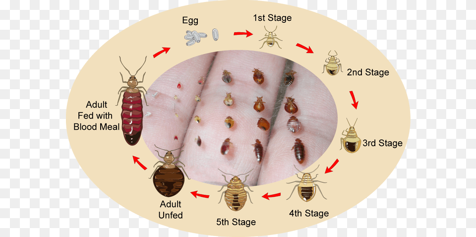 Bed Bug Eggs, Animal, Insect, Invertebrate Free Png Download