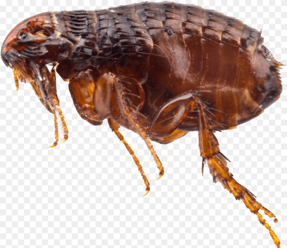 Bed Bug Flea Bites Nz, Animal, Insect, Invertebrate Free Transparent Png