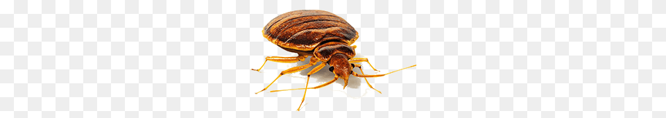 Bed Bug Front View, Animal, Insect, Invertebrate, Cockroach Png