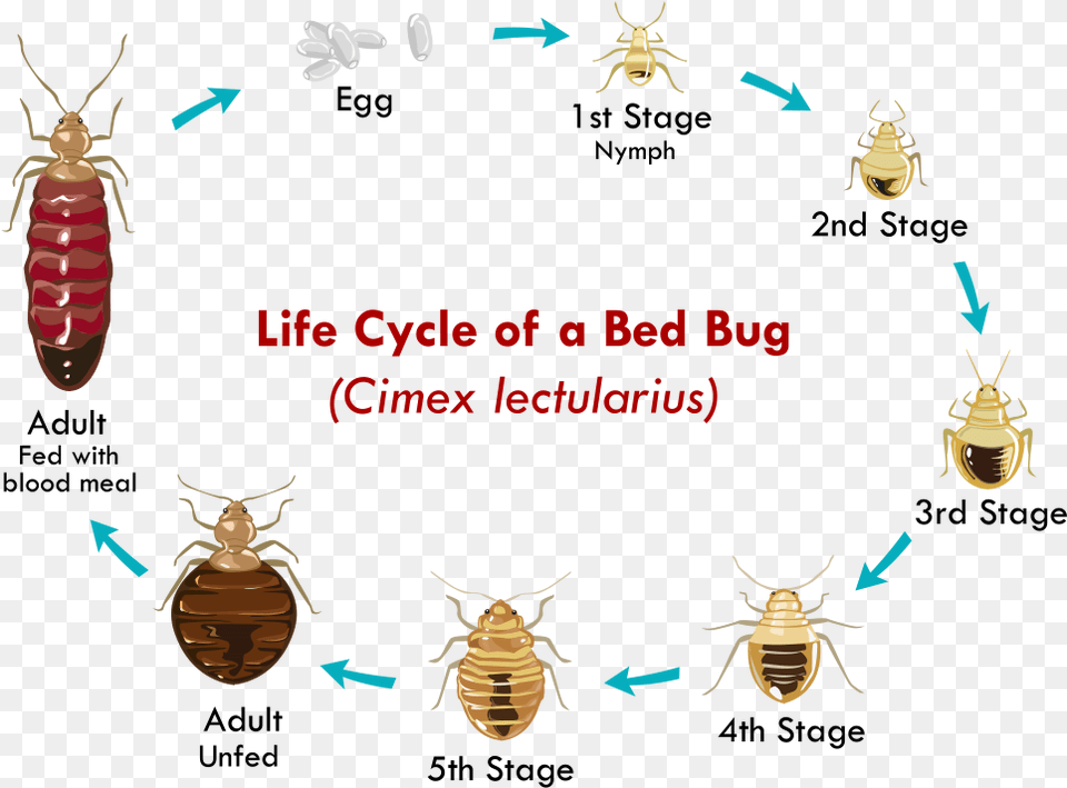 Bed Bug Identification Life Cycle Of A Bed Bug, Animal, Insect, Invertebrate Free Transparent Png