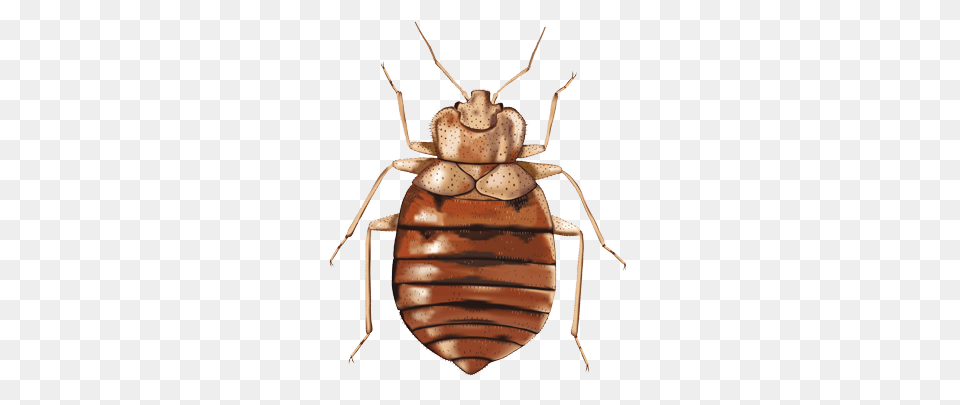 Bed Bug Illustration, Animal, Insect, Invertebrate, Cockroach Png Image