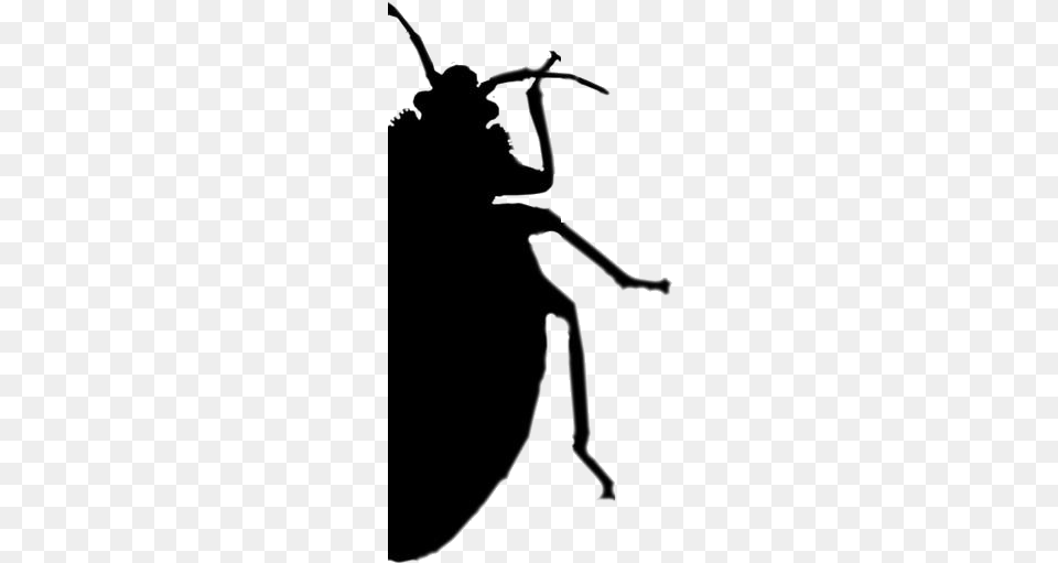 Bed Bug Images Leaf Beetle, Silhouette, Stencil, Person, Animal Free Transparent Png