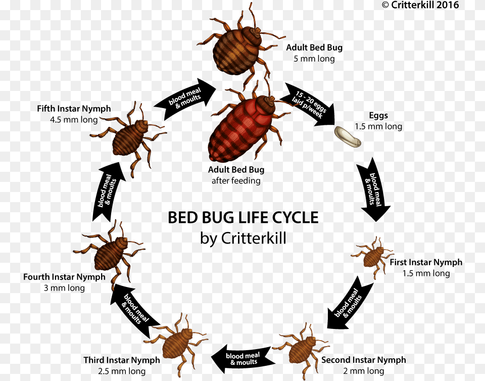 Bed Bug Life Cycle, Animal, Insect, Invertebrate Free Transparent Png