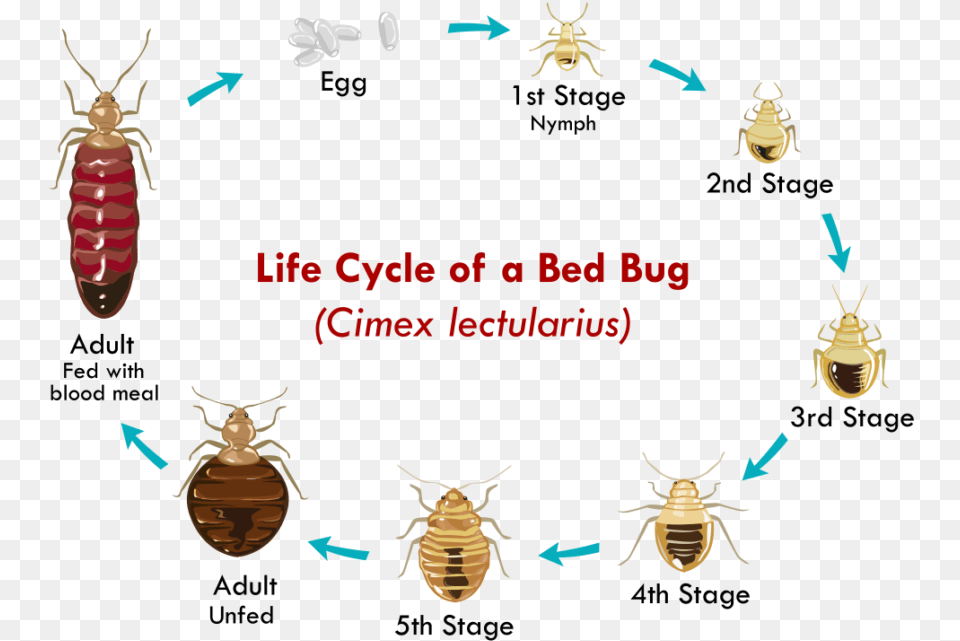 Bed Bug Life Cycle, Animal, Insect, Invertebrate Png Image