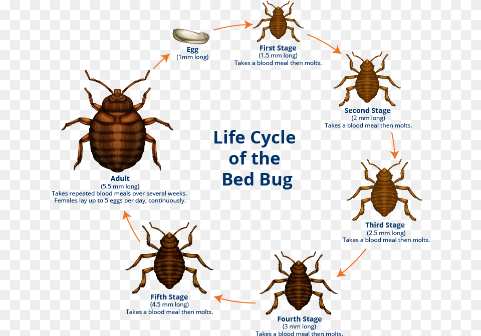 Bed Bug Lifecycle, Animal, Insect, Invertebrate Png Image