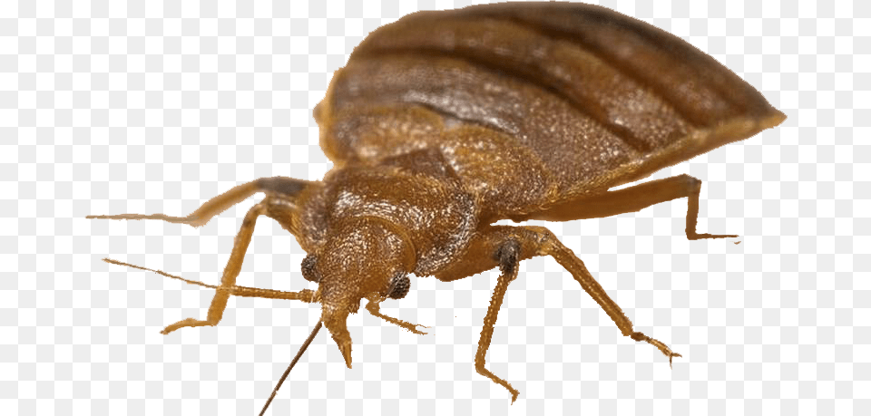 Bed Bug Mexican Chicken Bug, Animal, Insect, Invertebrate, Aphid Png Image