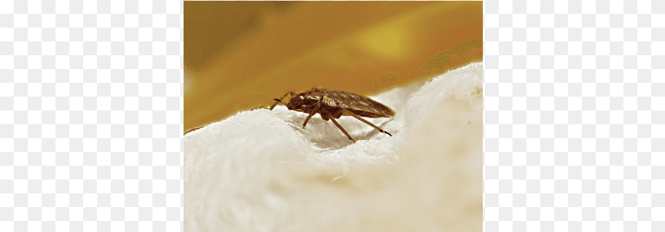 Bed Bug Mosquito, Animal, Insect, Invertebrate, Cricket Insect Free Png Download