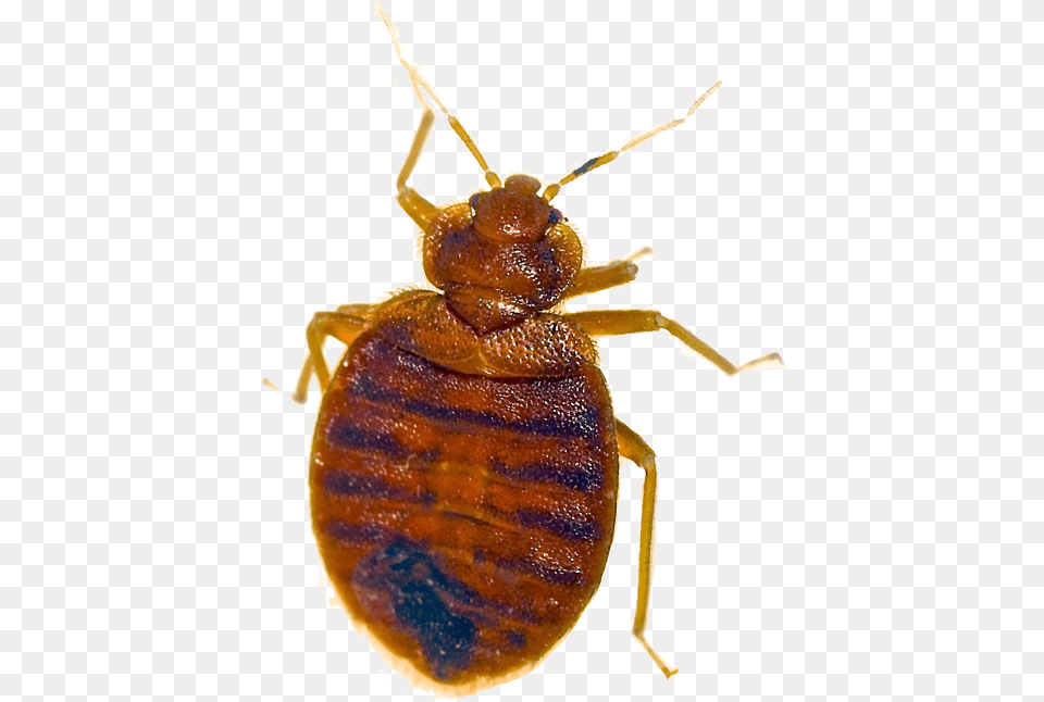 Bed Bug Pest Removal Las Vegas Nv Bed Bug And Dust Mite, Animal, Insect, Invertebrate Free Png Download